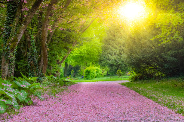 Walkway covered with pink petals in a park on a sunny summer day. Spirituality, travel concept - fotografia de stock