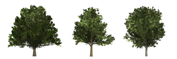 istock Tree collection with Oak (Quercus), Maple (Acer) and Ash (Fraxinus excelsior). Isolated on white background. 1222374733