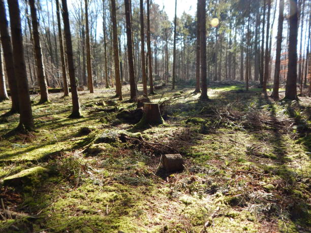 istock Walk in spring through the forest by the lake 1222374736