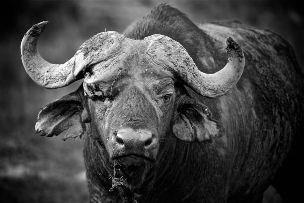 istock Wild Buffalo Head With Horns In Masai Mara 1222374946