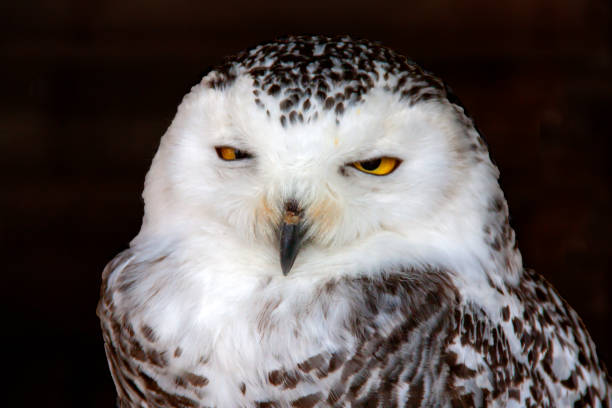 istock Snowy harfang in close-up 1222374949