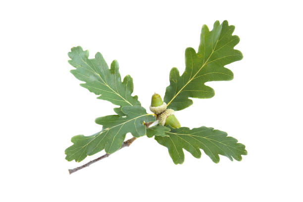istock Leaves and fruit of Downy Oak (Quercus pubescens) 1222376280