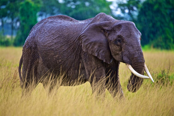 istock Single Elephant Walking In The Bush In Masai Mara 1222377110