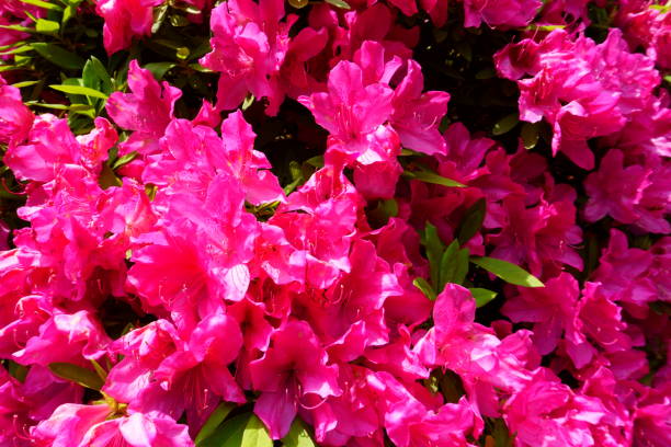 bush de azalea rosa brillante - leaf rhododendron summer spring fotografías e imágenes de stock