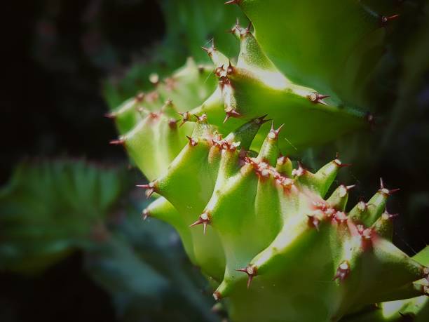 istock Cactus in the garden 1222377267