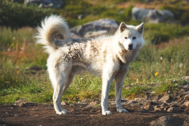 istock Polar Summer Greenland - Sled Dogs 1222378708