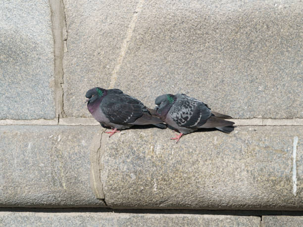 istock Two pigeons bask in the sun 1222379120