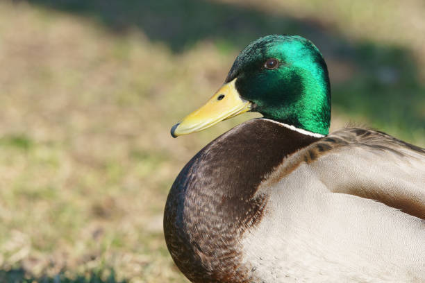 istock Male mallard duck 1222379131