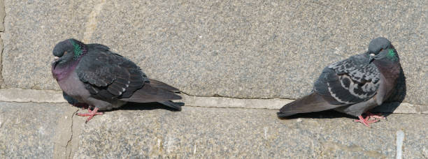 istock Two pigeons bask in the sun 1222379135