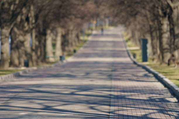 Spring alley in the park. Shadows of trees cover road. Concepts of beauty of nature in spring. Suitable as background, template.