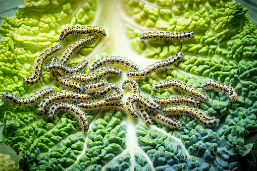 Cabbage worm caterpillar Pieris brassicae group on cabbage leaf eating