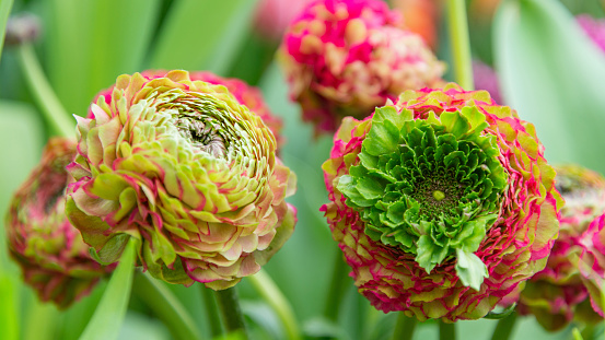 Bunch of multicolored ranunculus flowers on green leaves background
