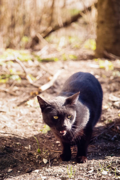 istock Black cat is walking outdoors in the city 1222381334