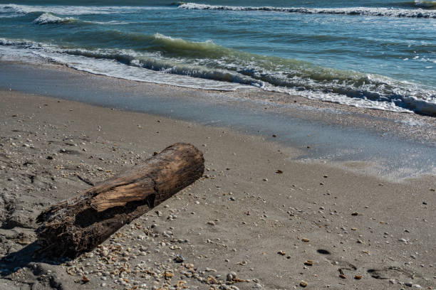 istock Rotten tree lie on a sandy beach with waves from the ocean 1222381423