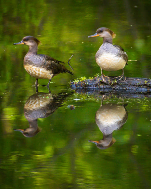 istock Female Merganser bird pair on a log 1222382892