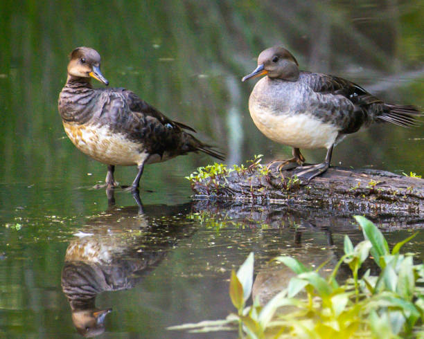 istock Female Merganser bird pair on a log 1222382900
