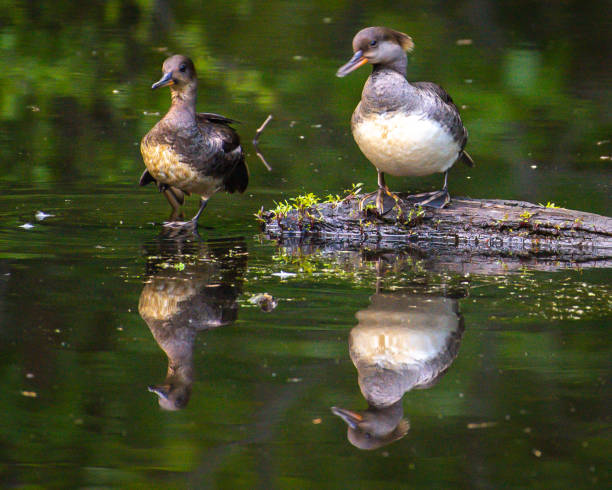 Female Merganser bird pair on a log