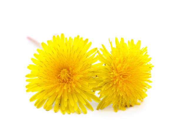 group yellow dandelions grow on the meadow