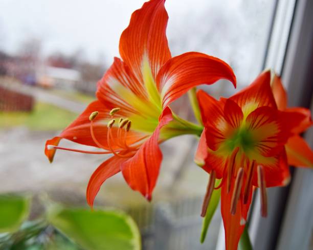 istock step-by-step process of blooming a Hippeastrum flower close-up. 1222383936