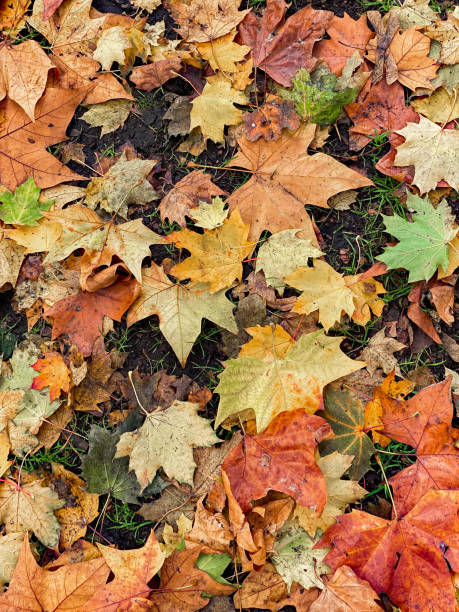 pełna rama upadłych jesiennych liści r. na ziemi - coram zdjęcia i obrazy z banku zdjęć