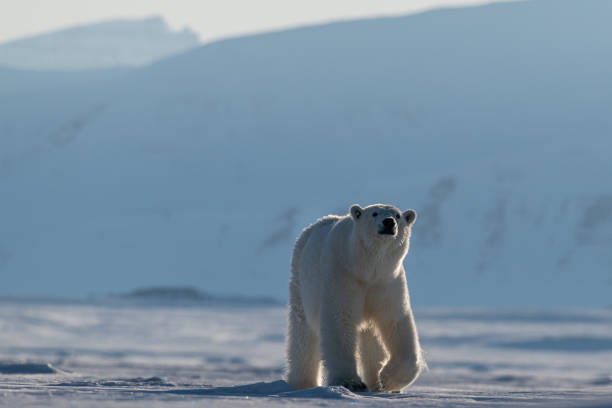 istock Curious Polar bear is checking me out in the arctic wilderness, Svalbard, Norway. 1222384994