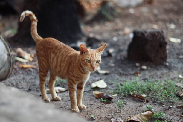 istock Angry cat with unhappy expression in forest in kerala and foreground and background blur. 1222388101