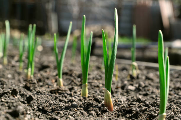 istock sprouts of young garlic in the spring 1222388134