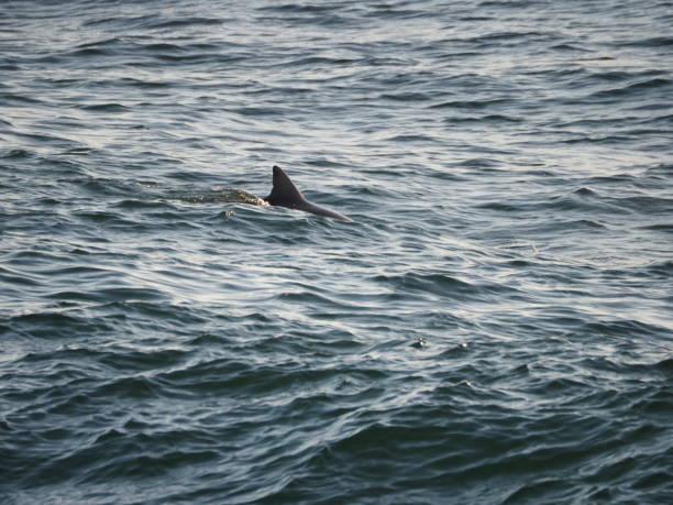 istock Dark Dolphin Fin in a Rippling Ocean 1222389128