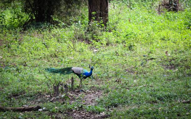 istock Wild male peacock in kerala green forest. 1222389129