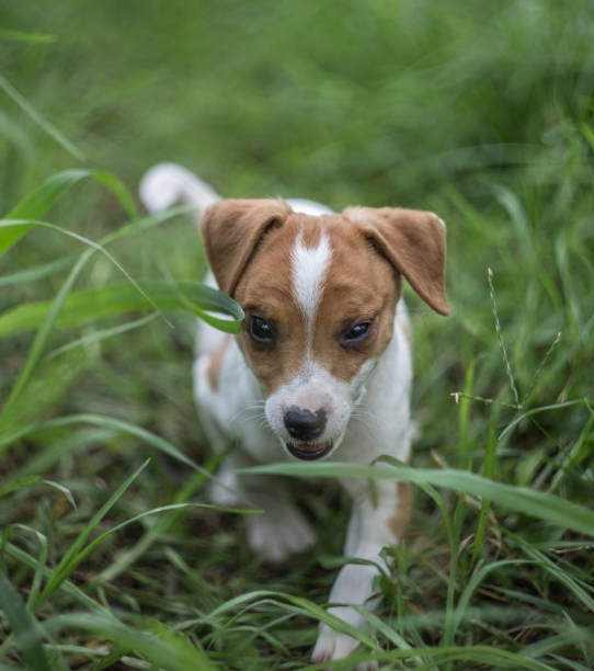istock Puppy Puppy 1222389161