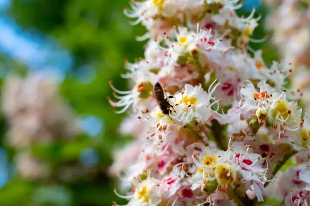 Spring white blossom of chesnut trees and pollination on flowers by bees close up