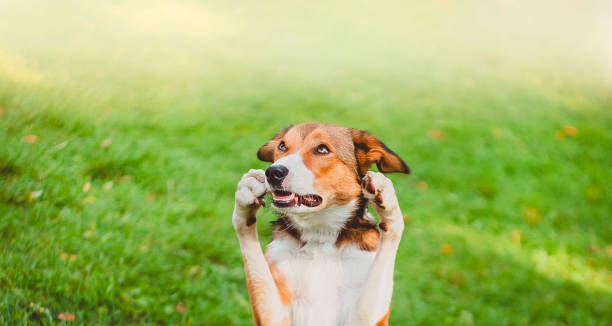istock Background. The dog holds its head on its front paws, looks up and is surprised 1222390754