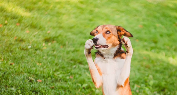 istock Background. Portrait of a surprised dog with paws raised to the muzzle 1222390785