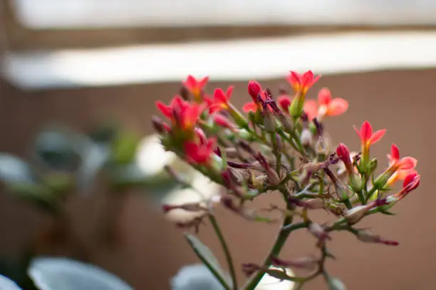 Photo of Small red flowers with green plant