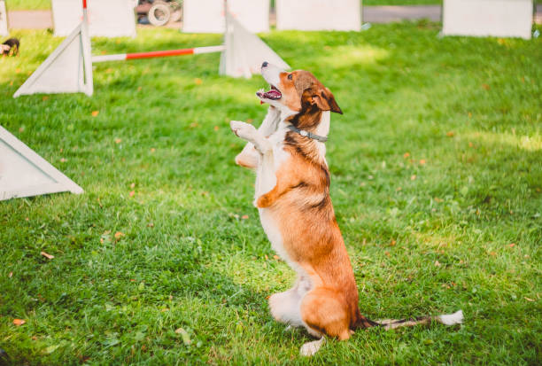 istock The dog sits with a straight back on its hind legs, raising its front paws. Competition. 1222391979