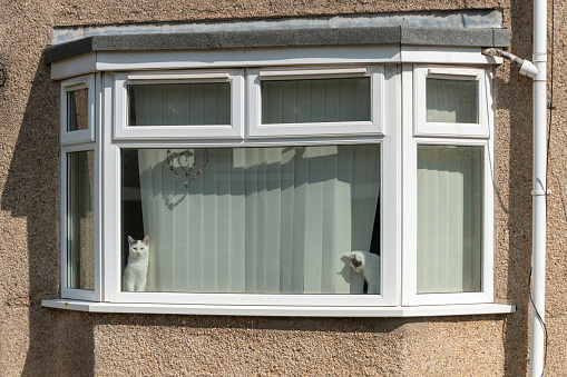 a close up view of a lounge window with two white and black cats sitting on either side