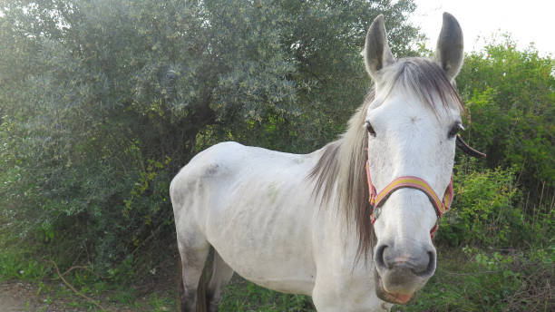 istock Friendly grey horse looking at camera in rural Andalusia 1222392827