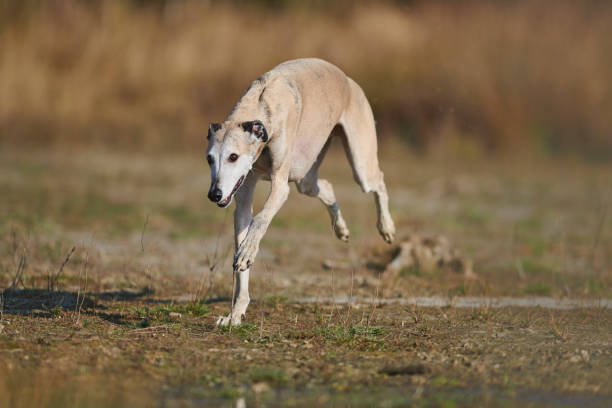 galgo hiszpański - organization chart zdjęcia i obrazy z banku zdjęć