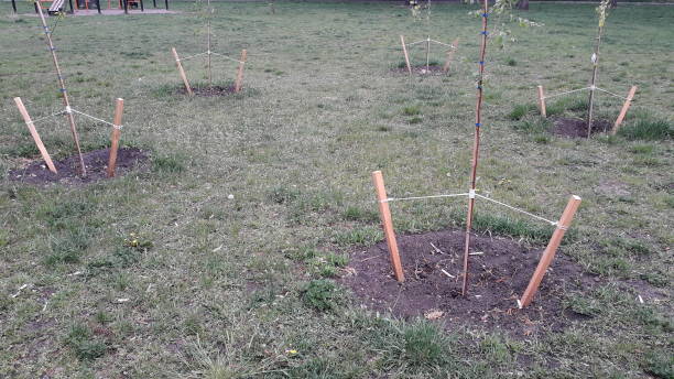 istock Landscaping in the park tree the planting 1222393756