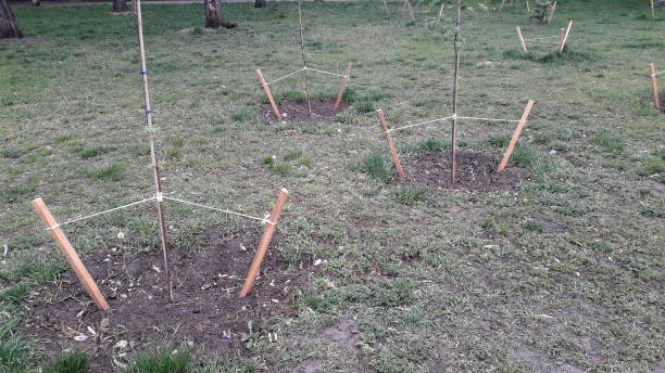 istock Landscaping in the park tree the planting 1222393765