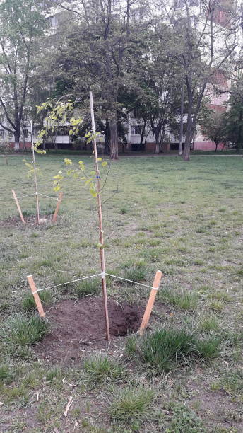 istock Landscaping in the park tree the planting 1222393780