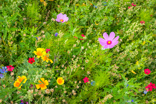 Cosmos blooming near the ground