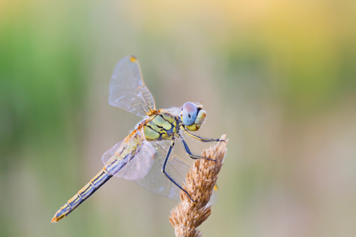 Take at dawn in a closeup of a dragonfly.