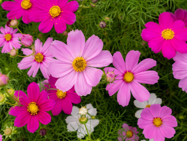 istock Cosmos Flowers Blooming 1222394968