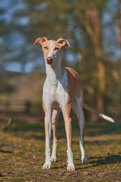 galgo hiszpański - organization chart zdjęcia i obrazy z banku zdjęć