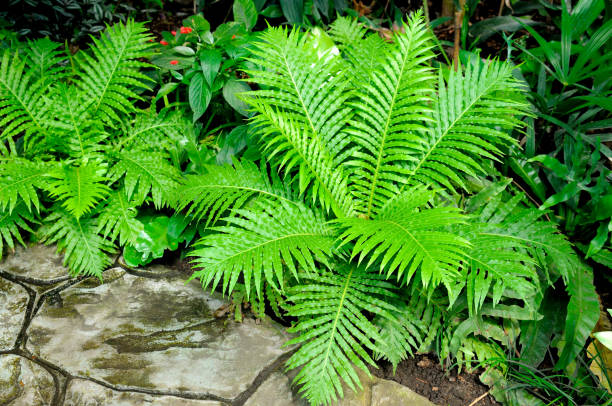 istock Fern thickets in a botanical garden. Perfect natural fern pattern. 1222395145
