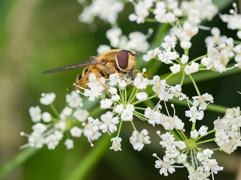 Macro photography bee on flower
