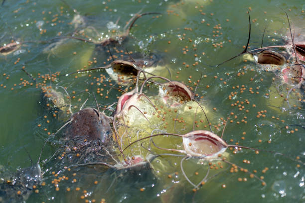 istock Big catfish with open mouths catch food. 1222395536
