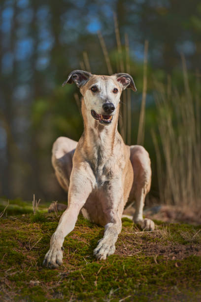 galgo hiszpański - organization chart zdjęcia i obrazy z banku zdjęć