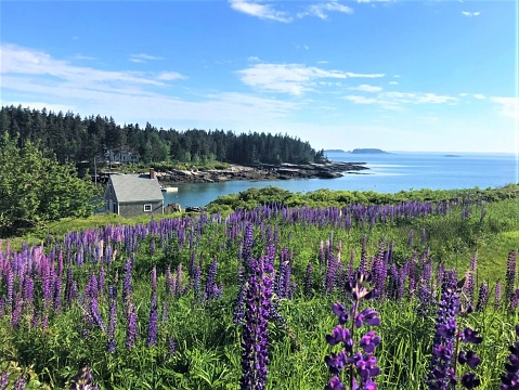 Field in bloom on a sunny day overlooking Penobscot Bay in Stonington, Maine